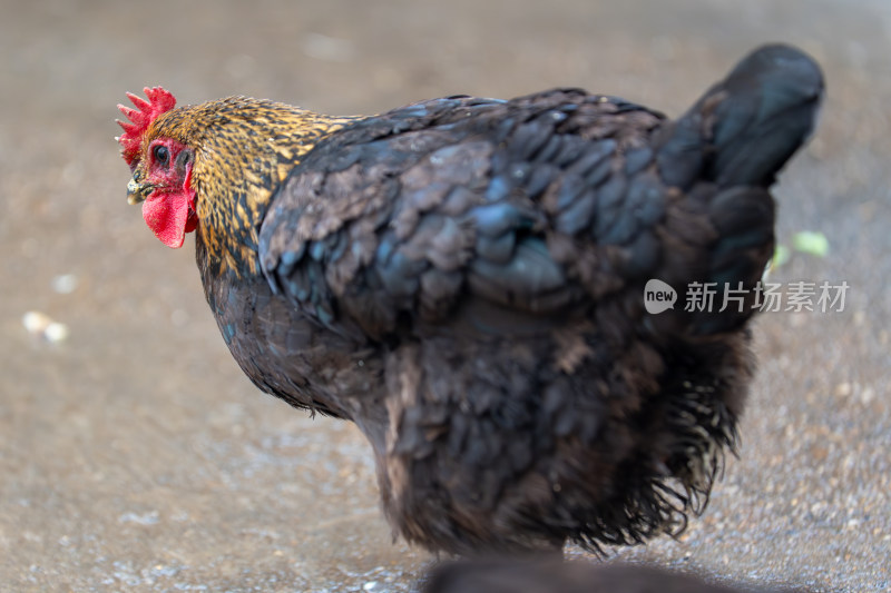 黑羽鸡特写展示