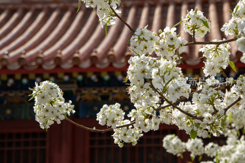 北京故宫春天古建筑前盛开的雪白梨花