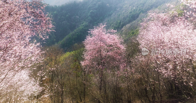 杭州富阳浮云岭山野樱花游步道航拍