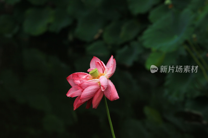 雨水打湿的荷花