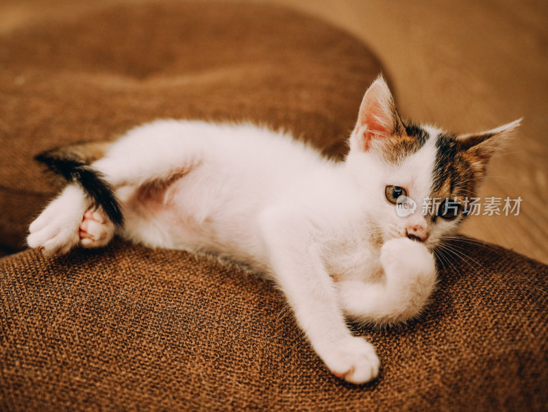 室内自在玩耍的三花小奶猫