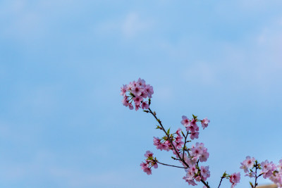 蓝天映衬下的粉色樱花枝特写