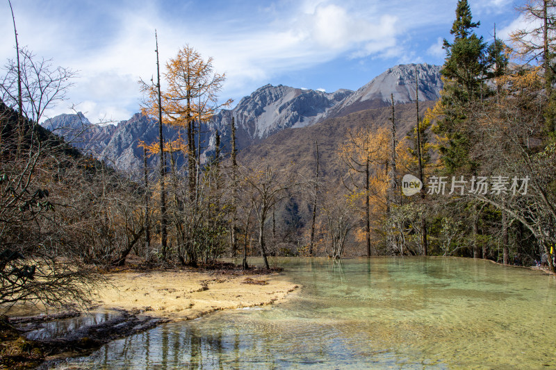 四川阿坝黄龙景区钙华彩池和秋日红杉林