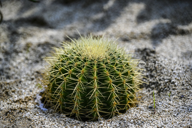 沙漠仙人掌