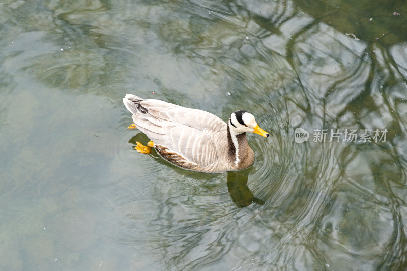 水面的斑头雁鸭子