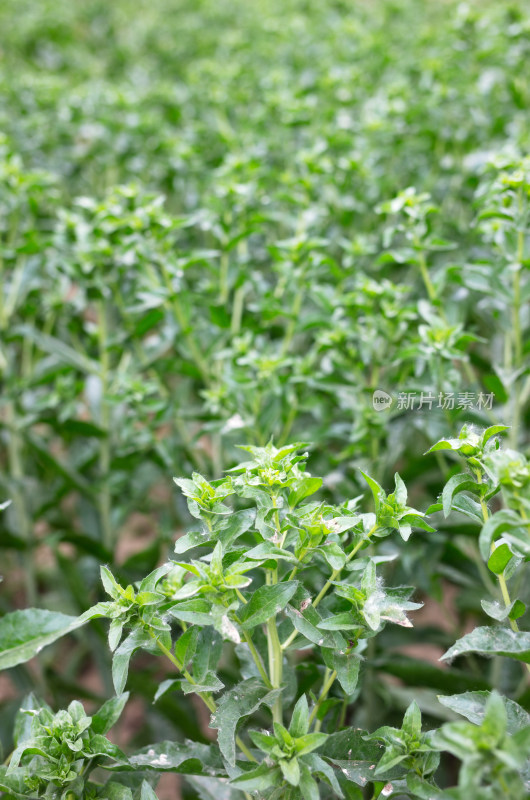 中药种植红花