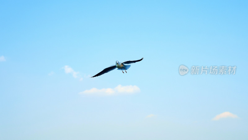蓝天中飞翔的海鸥
