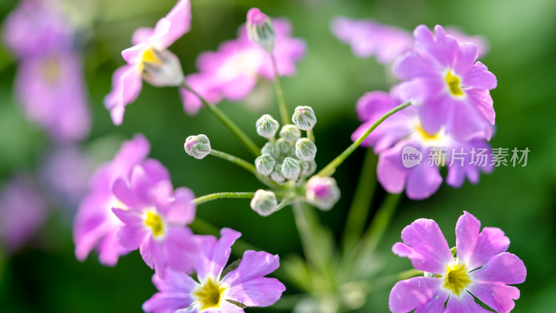 报春花花朵特写