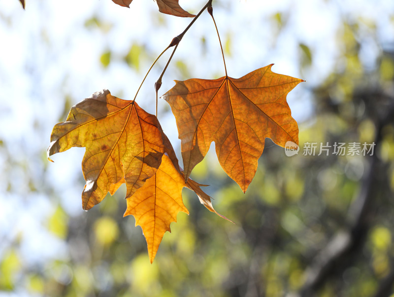 秋天金黄色的树叶叶子梧桐叶特写的自然风景