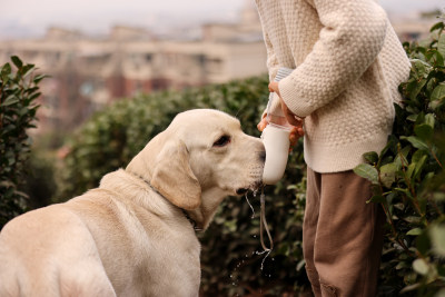 宠物主人给拉布拉多寻回犬喂水喝