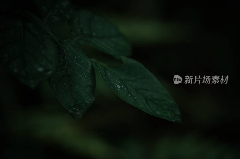 雨中树叶