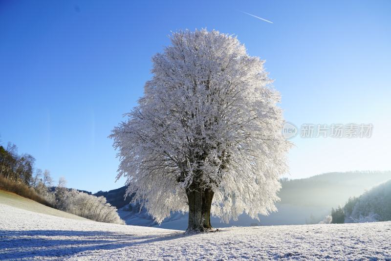 大自然森林树木旅行徒步野营