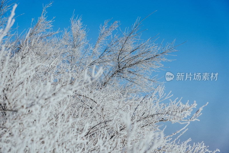 冬天吉林雾凇岛