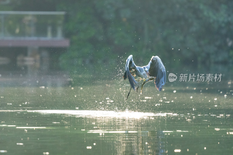 苍鹭捕食