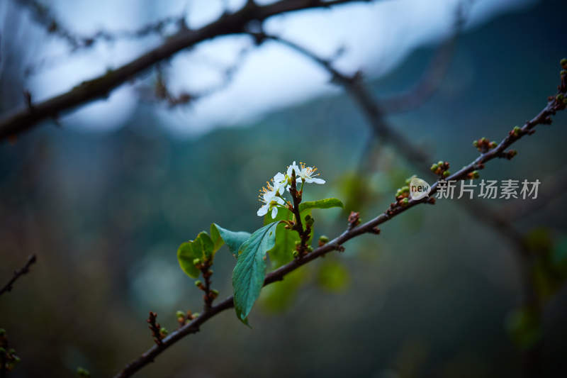 枝头绽放的白色小花