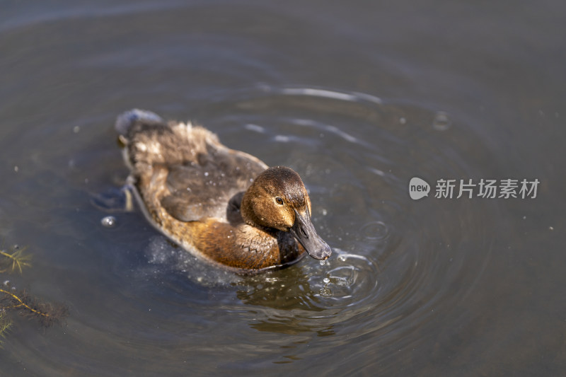 一只在若尔盖花湖湿地游弋觅食的红头潜鸭