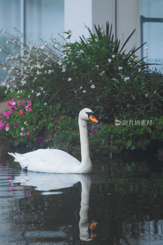 静谧湖泊上的天鹅