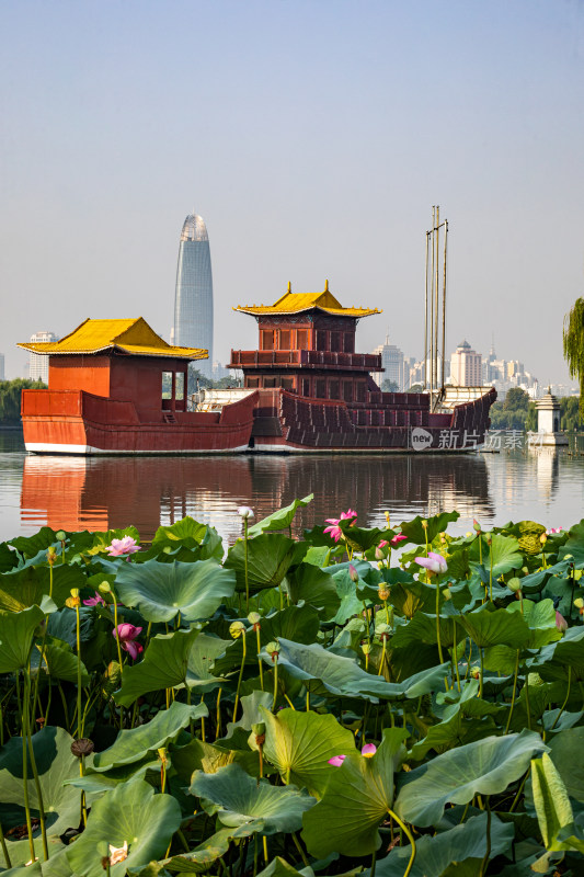 山东济南大明湖风景区夏日荷花景点景观