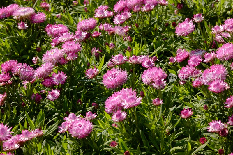 厦门园博苑郁金香花展上的蜡菊