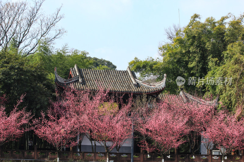 成都望江楼公园春日红梅花开