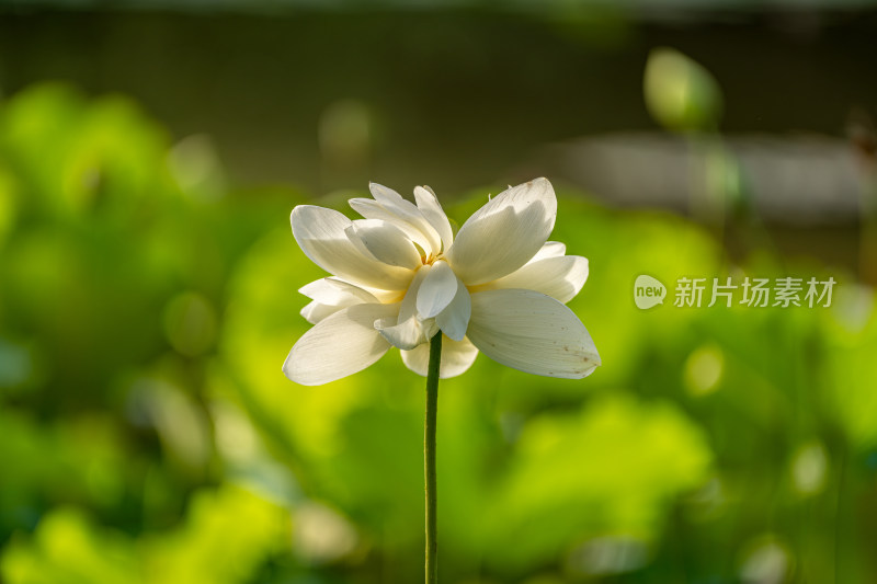 夏天荷花盛开特写