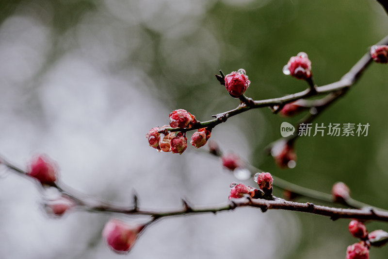 雨天盛开的西溪湿地梅花微距视角