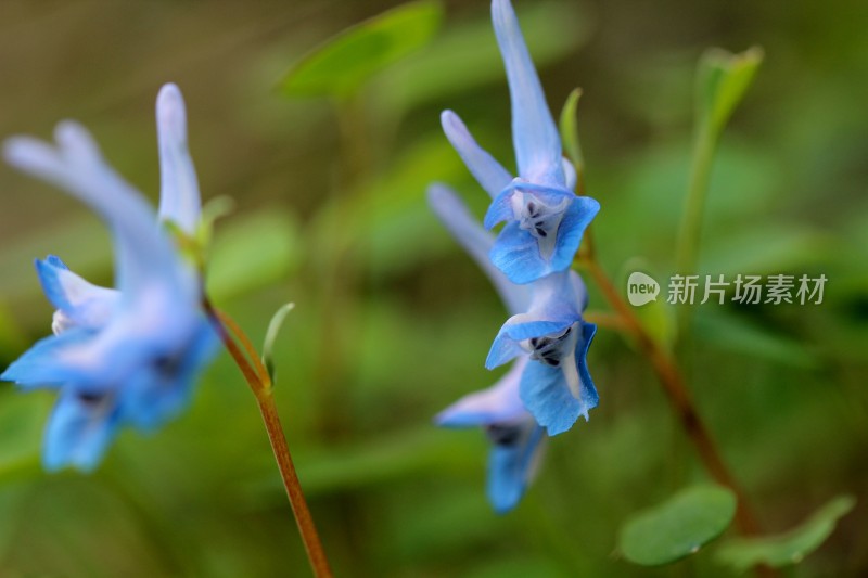 野生中药材元胡的花朵和果实