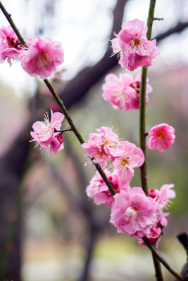 粉红梅花盛开枝头