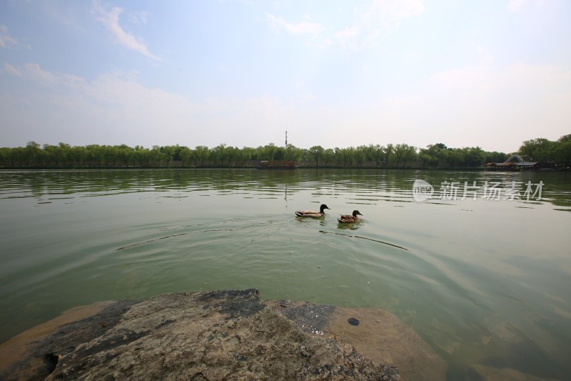 湖面双鸭戏水自然景观