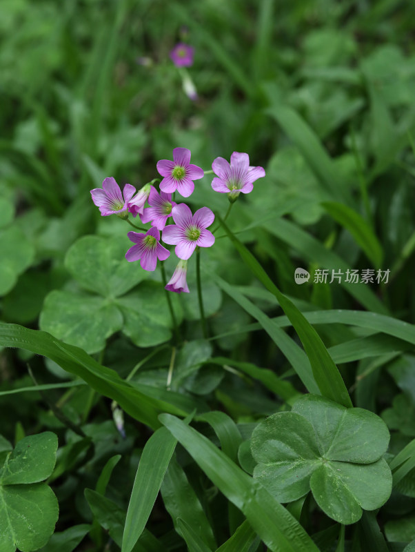 春天绿色的草地和盛开的紫色鲜花的风景