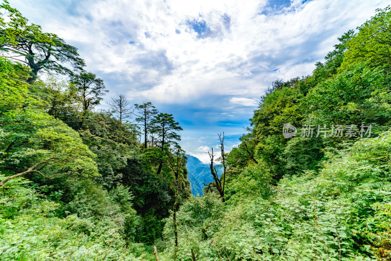 四川峨眉山自然风光