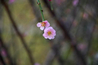 春意盎然的桃花枝