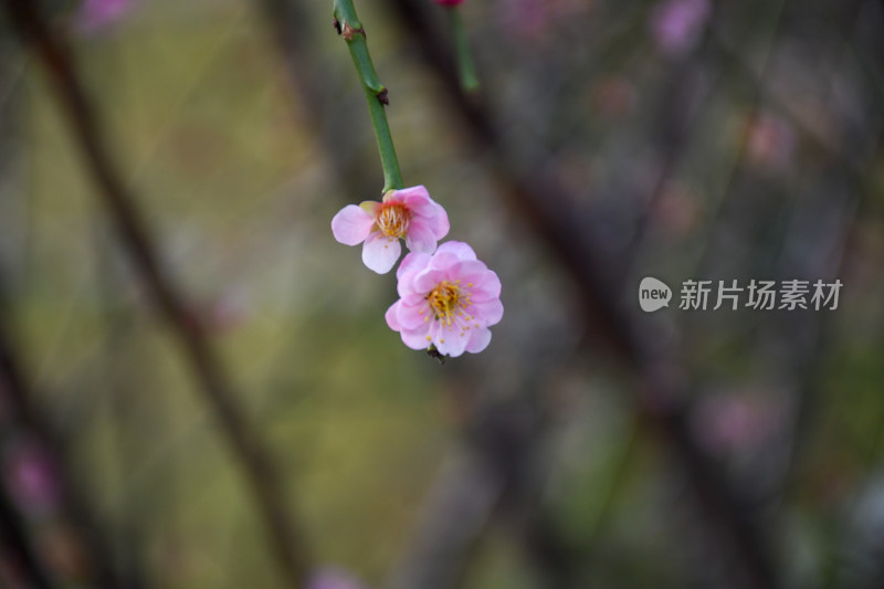 春意盎然的桃花枝