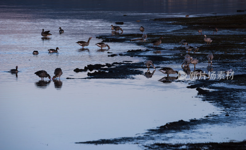 傍晚青海湖畔的野鸭群