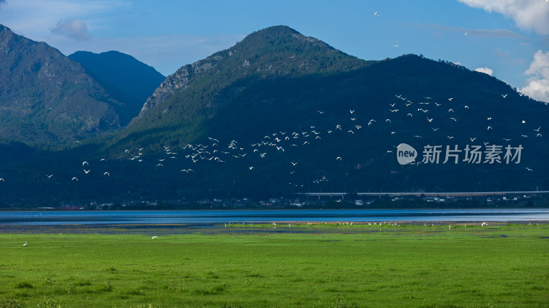 丽江拉市海湿地公园夏天的草地牛羊野鹤飞鸟