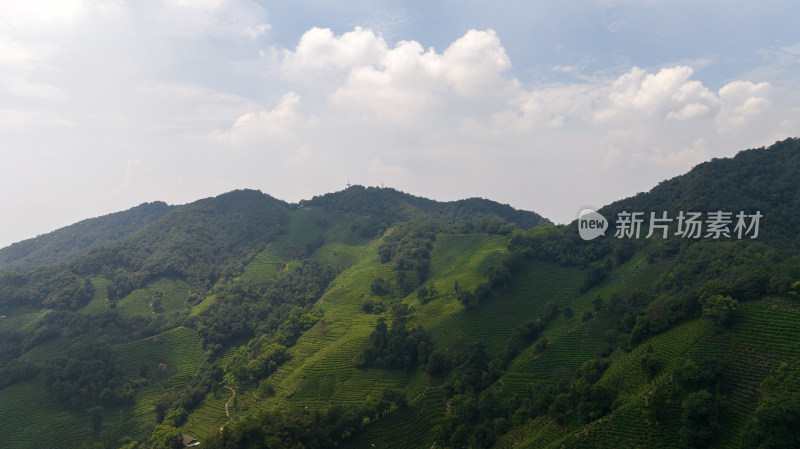 杭州西湖龙井茶园 十里琅珰