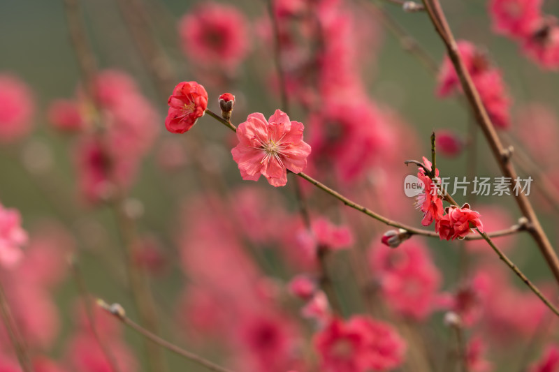 盛开的粉色桃花特写