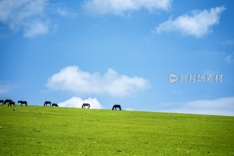 新疆喀喀峻草原上的骏马