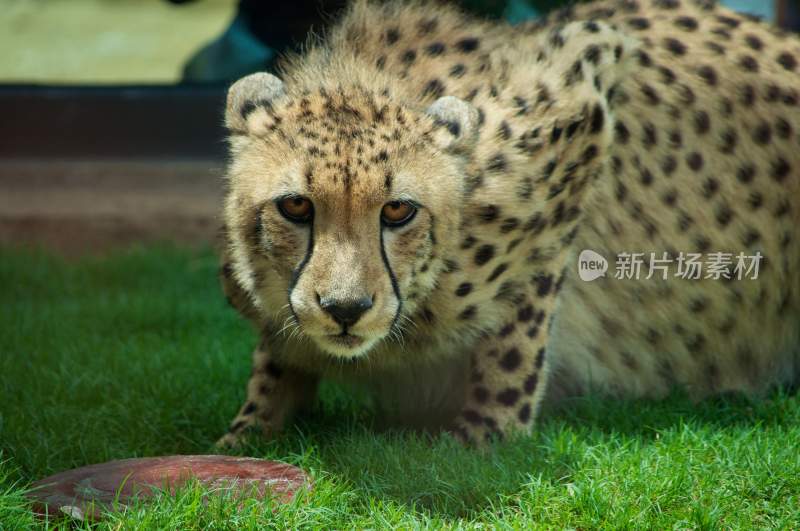 野生动物豹子猎豹猎食动物