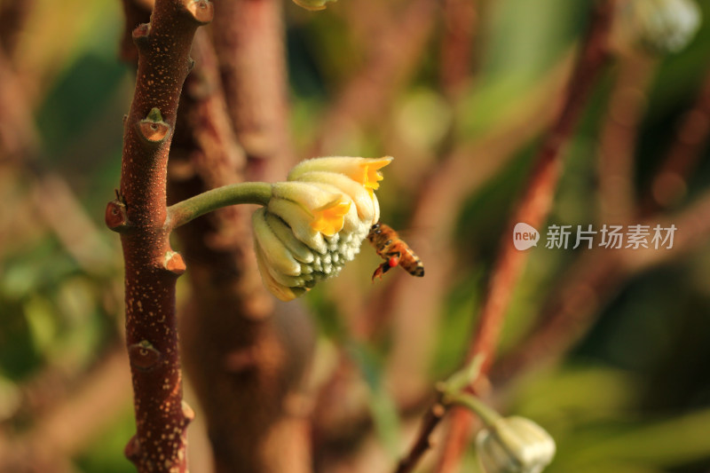 结香花花蕾实拍素材