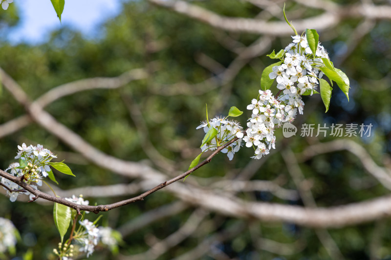 春天豆梨花