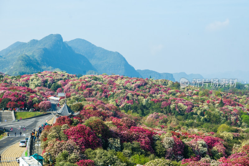 贵州百里杜鹃