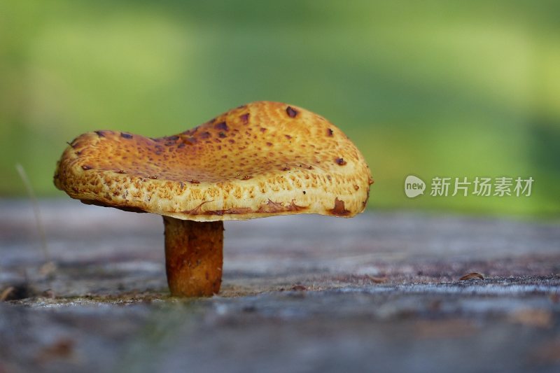 野生菌野生菌蘑菇生长环境菌类山菌