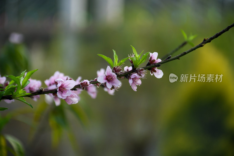 春意盎然的桃花枝