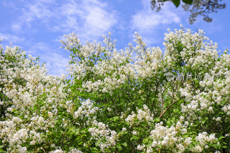 白色丁香花