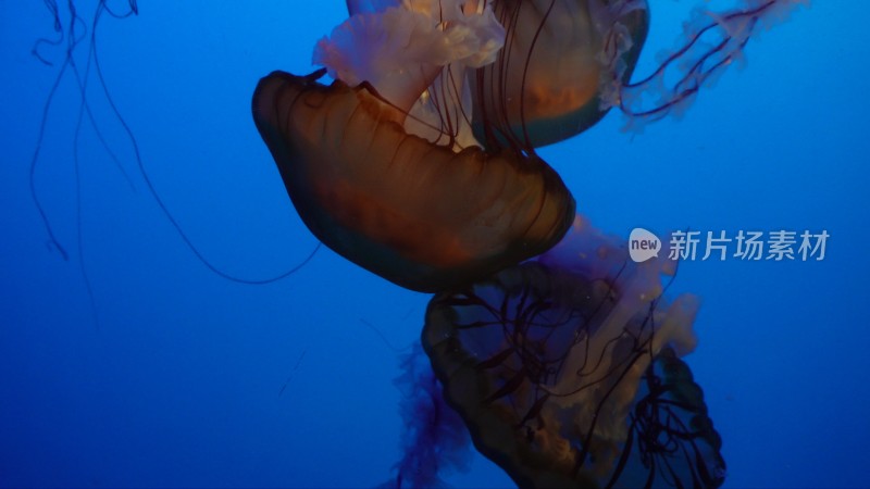 特写深海神秘巨型水母海蜇