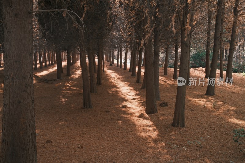 阳光照射下的树林风景