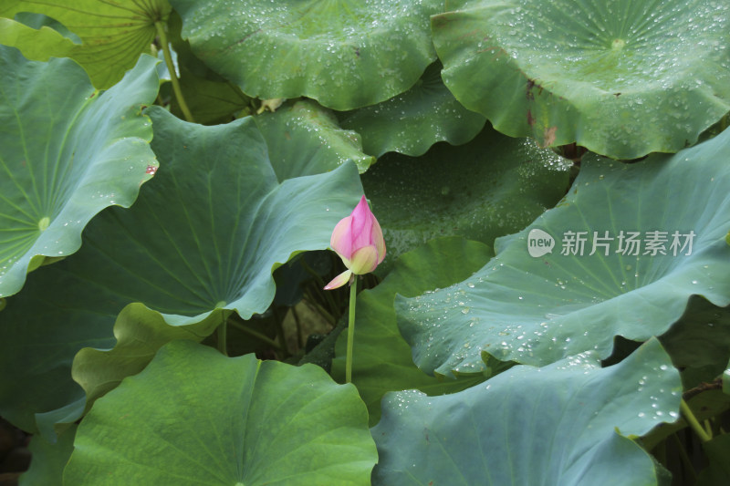 雨后的荷塘