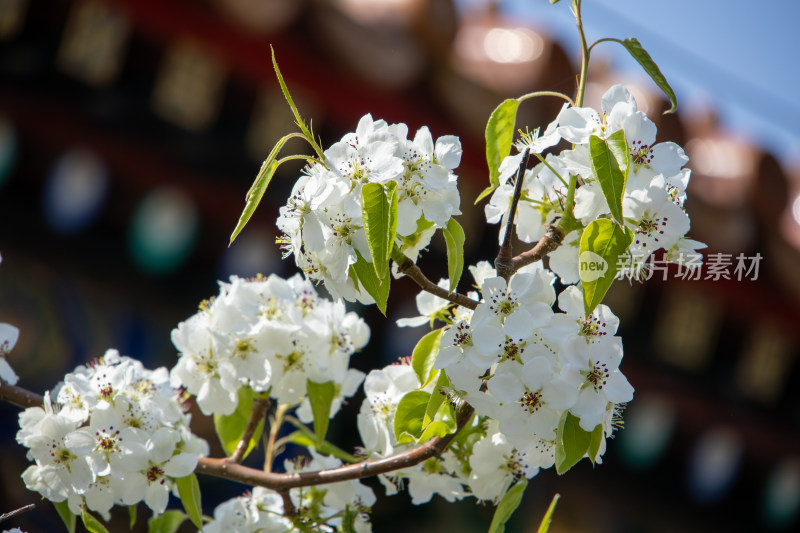 北京故宫春天古建筑前盛开的雪白梨花