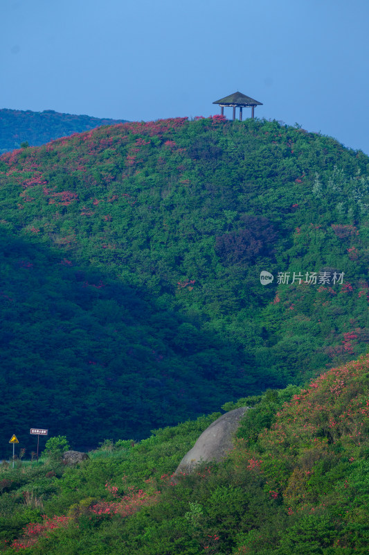 长沙市浏阳大围山杜鹃花海风光